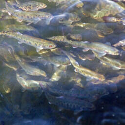 Российские ученые провели испытания новой кормовой добавки на радужной форели. Архивное фото