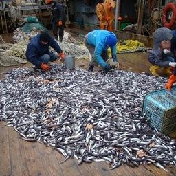 Самой распространенной рыбой в море Лаптевых была сайка (около 130 тыс. тонн и почти 99% от всей учтенной ихтиофауны). Фото пресс-службы института