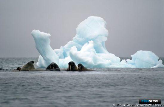 Атлантический морж на Земле Франца-Иосифа. Фото Юлии Калиничевой