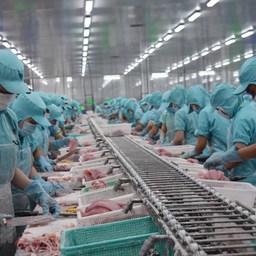Кононавирус продолжает влиять на рыбный экспорт Вьетнама. Фото Vietnam News Agency (VNA)
