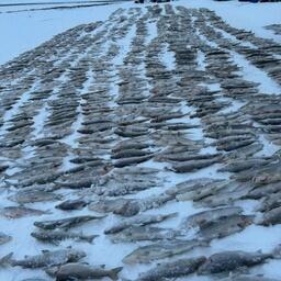 Злоумышленники успели поймать 2,4 тыс. особей муксуна и 35 экземпляров чира. Фото пресс-службы Енисейского теруправления Росрыболовства