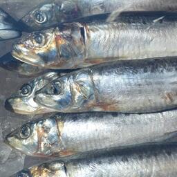 Нарастающий вылов иваси составляет немногим более 51,28 тыс. тонн