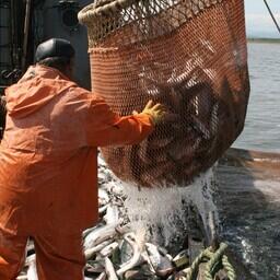 Добыча лосося на Дальнем Востоке. Архивное фото