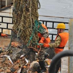Траловая бригада высыпает улов на палубу. Фото пресс-службы ВНИРО