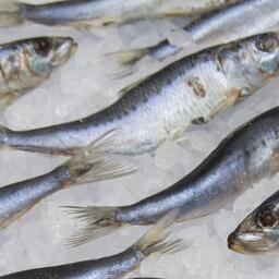 Пока промысел сардины-иваси остановлен. Архивное фото