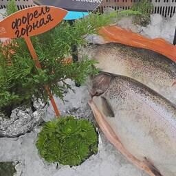 В Республике Дагестан на аукцион выставили рыбоводный участок на Чиркейском водохранилище