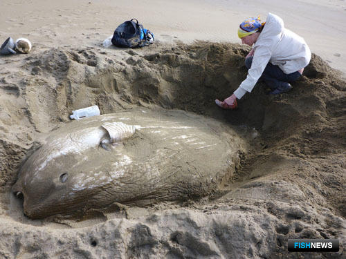 Рыба-луна была выброшена на охотоморское побережье Кунашира. Фото пресс-службы государственного природного заповедника «Курильский».