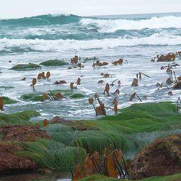 Заросли ламинарии на мелководье в Тихом океане. Фото jkirkhart35 («Википедия»)