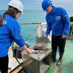 Ученые считают, что моллюск может стать ценным кормовым объектом, а также помочь в очищении моря. Фото пресс-службы КаспНИРХ