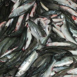 Новые ставки сбора в прошлом году предусмотрели в том числе по тихоокеанским лососям