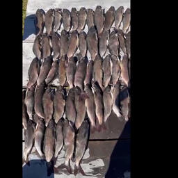 В бочке оказалось 57 хариусов. Кадр оперативной съемки