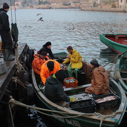 Разбор прибрежного улова в Крыму