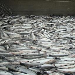 Заливка лосося в бункер на камчатском заводе