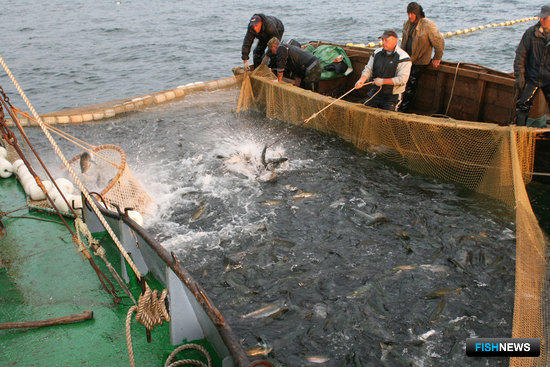 Добыча лосося в Сахалинской области