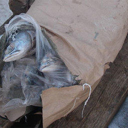 Крупная партия контрабандной свежемороженой рыбы задержана в Магаданской области