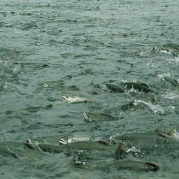 Рунный ход лосося на Сахалине