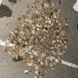 Изъятые у браконьеров моллюски. Фото пресс-службы МВД России