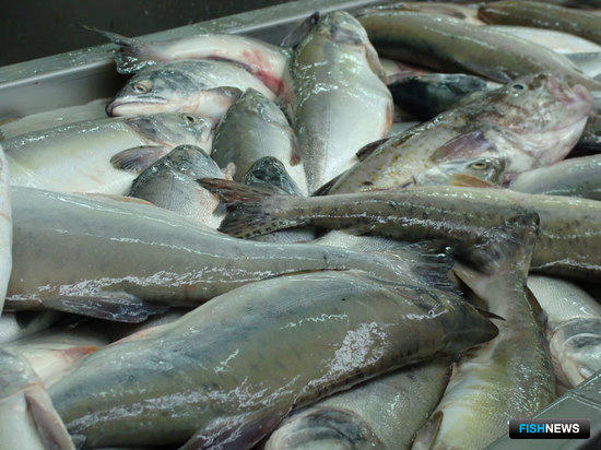 Правительство озвучило решение по «рыбной» госпрограмме