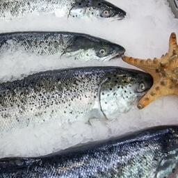 В Северной Осетии широко распространено форелеводство. Архивное фото