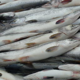 Рыбный бизнес Магадана сможет задать вопросы по ветсертификации