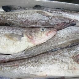 На Дальнем Востоке активно ловят минтай. Архивное фото