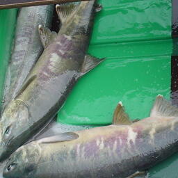 В этом году на Сахалине и Курилах будут действовать в общей сложности 15 участков для любительской добычи лососей по путевкам