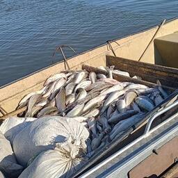 В осенний период упор сделан на освоении квотируемых объектов промысла — сазана, сома и леща. Фото пресс-службы ВНИРО