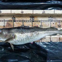 Специалисты АтлантНИРО провели научный мониторинг донного тралового и сетного лова в Балтийском море. Фото пресс-службы филиала