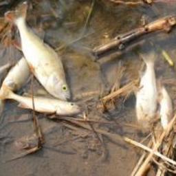 По оценкам экспертов, в реке Суходрев погибло более 30 тыс. экземпляров рыбы различных видов. Фото пресс-службы прокуратуры Калужской области