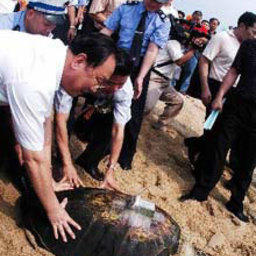 В Южном Китае выпущены на волю около 1000 морских черепах