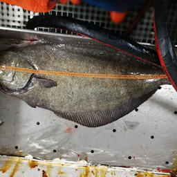 Замер рыбы, попавшей в трал ученых. Фото пресс-службы ТИНРО-Центра