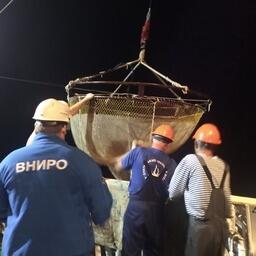 Специалисты КаспНИРХ завершили конусно-акустическую килечную съемку в водах Среднего Каспия. Фото пресс-службы ВНИРО