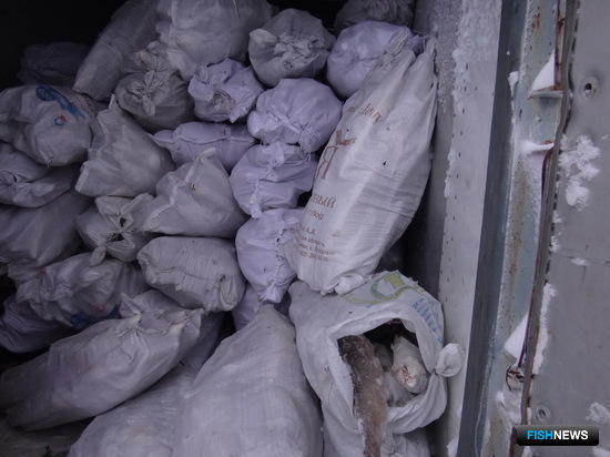 В Анабарском районе Якутии сотрудники Госавтоинспекции нашли в кузове КамАЗа около 6 тонн муксуна без документов. Фото пресс-службы МВД по Республике Саха (Якутия)