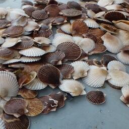 На конец года в островном регионе было высажено 54,6 млн штук молоди гребешка. Архивное фото