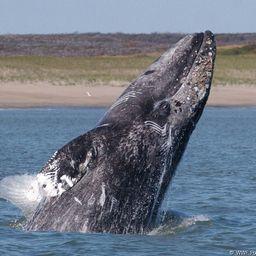 Серый кит. Фото с сайта WWF России