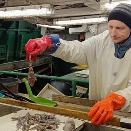 Разбор научного улова. Фото пресс-службы ПИНРО