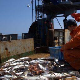 Ученые проводят исследования рыбных запасов на НИС «Бухоро» Фото пресс-службы Сахалинского НИИ рыбного хозяйства и океанографии