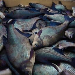 Один из добываемых в регионе видов рыбы — лещ