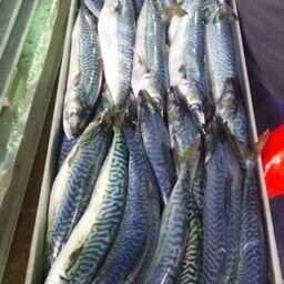 Компаниям выделили в том числе объемы скумбрии. Фото предоставлено Константином Коробковым