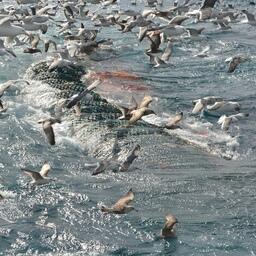 Уловы отечественных рыбаков вплотную приблизились к 2,5 млн тонн