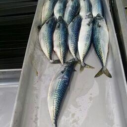 Свежевыловленная японская скумбрия. Архивное фото, предоставлено Константином Коробковым