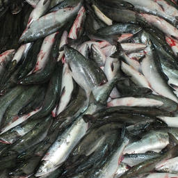 Горбуша – самый массовый вид лососей на Дальнем Востоке