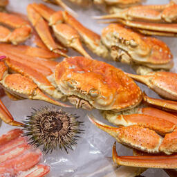 Сертификация используется для подтверждения легальности добычи морепродуктов при экспорте в страны АТР