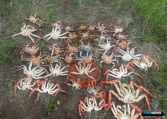 Нелегальный краб принес проблемы юному жителю Хабаровского края