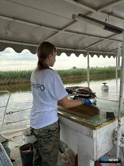 ВНИРО продолжает мониторинг в дельте Волги