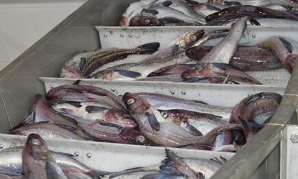 Общий допустимый улов минтая на 2027 г. предлагается в объеме порядка 2,5 млн тонн. Архивное фото