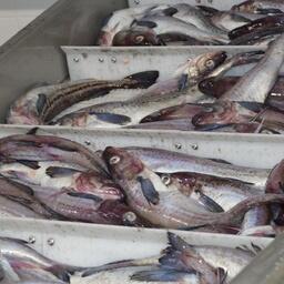 Общий допустимый улов минтая на 2027 г. предлагается в объеме порядка 2,5 млн тонн. Архивное фото