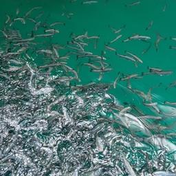 Собский рыбоводный завод планирует выпустить в этом году свыше 13 млн экземпляров молоди муксуна. Фото пресс-службы правительства ЯНАО (www.yanao.ru)