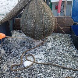 В Азово-Черноморском бассейне освоено 40,4 тыс. тонн водных биоресурсов — такие данные показал мониторинг промысла. Фото пресс-службы ВНИРО