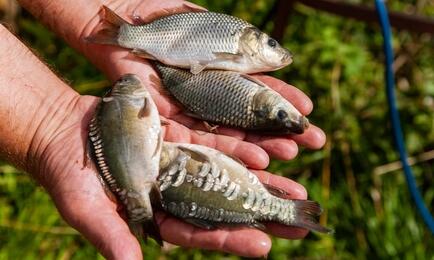 Платформа «Своё Фермерство» от Россельхозбанка позволяет узнать и о возможностях для успешной работы в аквакультуре